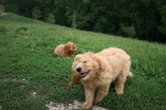 Picture of Australian Labradoodle