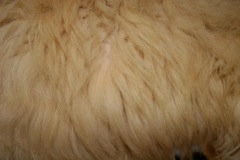 IMG_5787.JPG<br>
 