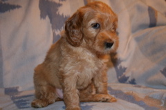 Picture of Australian Labradoodle