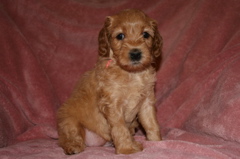 Picture of Australian Labradoodle