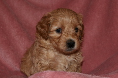 Picture of Australian Labradoodle