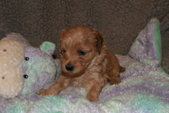 Picture of Australian Labradoodle