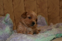 Picture of Australian Labradoodle