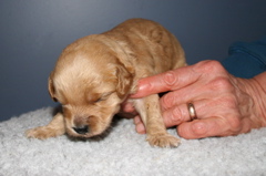 Picture of Australian Labradoodle