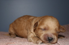 Picture of Australian Labradoodle