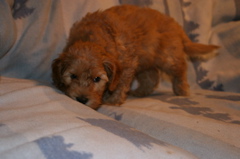 Picture of Australian Labradoodle