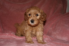 Picture of Australian Labradoodle