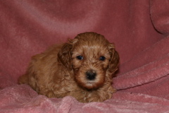 Picture of Australian Labradoodle