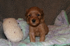 Picture of Australian Labradoodle
