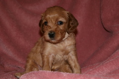 Picture of Australian Labradoodle
