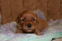 Picture of Australian Labradoodle