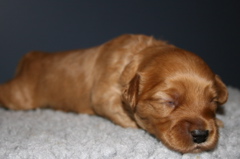 Picture of Australian Labradoodle