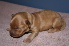 Picture of Australian Labradoodle