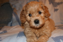 Picture of Australian Labradoodle