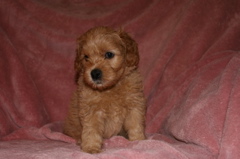 Picture of Australian Labradoodle