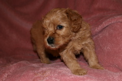 Picture of Australian Labradoodle