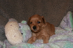 Picture of Australian Labradoodle