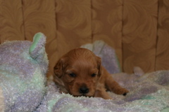 Picture of Australian Labradoodle