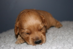 Picture of Australian Labradoodle
