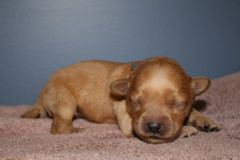 Picture of Australian Labradoodle