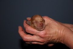 Picture of Australian Labradoodle