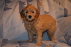 Picture of Australian Labradoodle