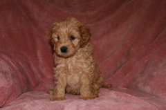 Picture of Australian Labradoodle