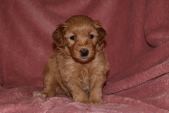 Picture of Australian Labradoodle