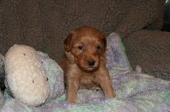 Picture of Australian Labradoodle
