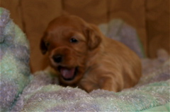 Picture of Australian Labradoodle