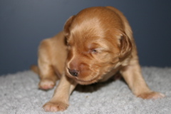 Picture of Australian Labradoodle
