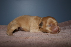 Picture of Australian Labradoodle