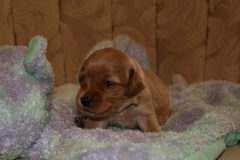 Picture of Australian Labradoodle