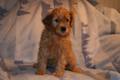 Picture of Australian Labradoodle