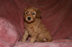Picture of Australian Labradoodle