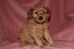 Picture of Australian Labradoodle