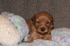 Picture of Australian Labradoodle