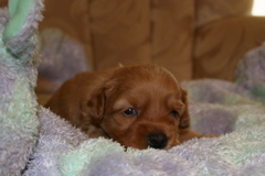 Picture of Australian Labradoodle