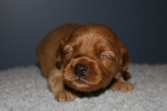 Picture of Australian Labradoodle