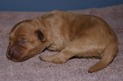 Picture of Australian Labradoodle