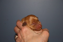 Picture of Australian Labradoodle