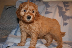 Picture of Australian Labradoodle