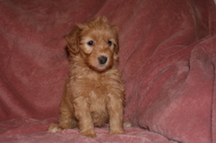Picture of Australian Labradoodle