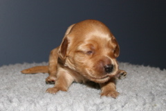 Picture of Australian Labradoodle
