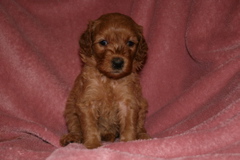 Picture of Australian Labradoodle