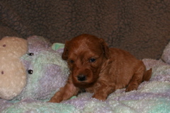 Picture of Australian Labradoodle