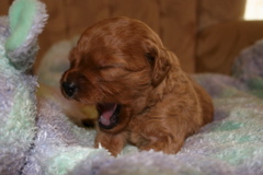 Picture of Australian Labradoodle