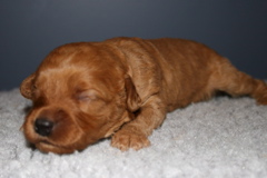 Picture of Australian Labradoodle