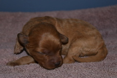 Picture of Australian Labradoodle