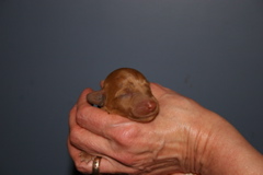 Picture of Australian Labradoodle